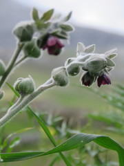 Cynoglossum columnae