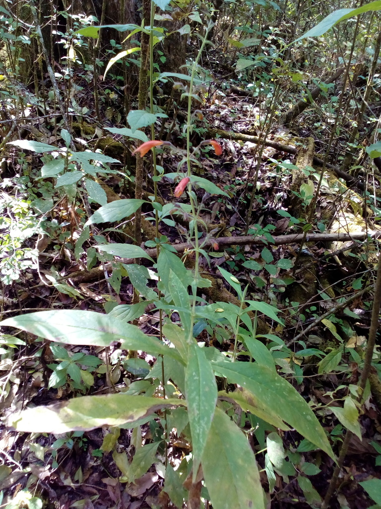 Lepechinia nelsonii