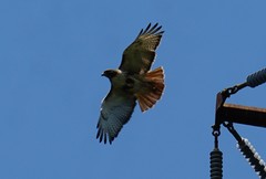 Buteo jamaicensis