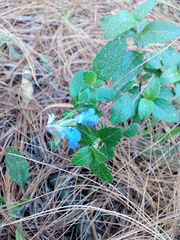 Salvia helianthemifolia