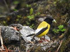 Coccothraustes abeillei