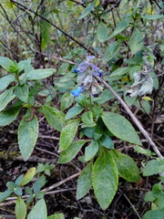 Salvia helianthemifolia