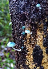 Mycena cyanocephala