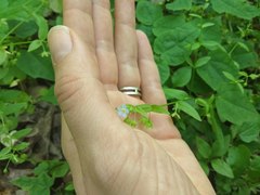 Memoremea scorpioides