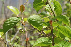 Viburnum rafinesqueanum