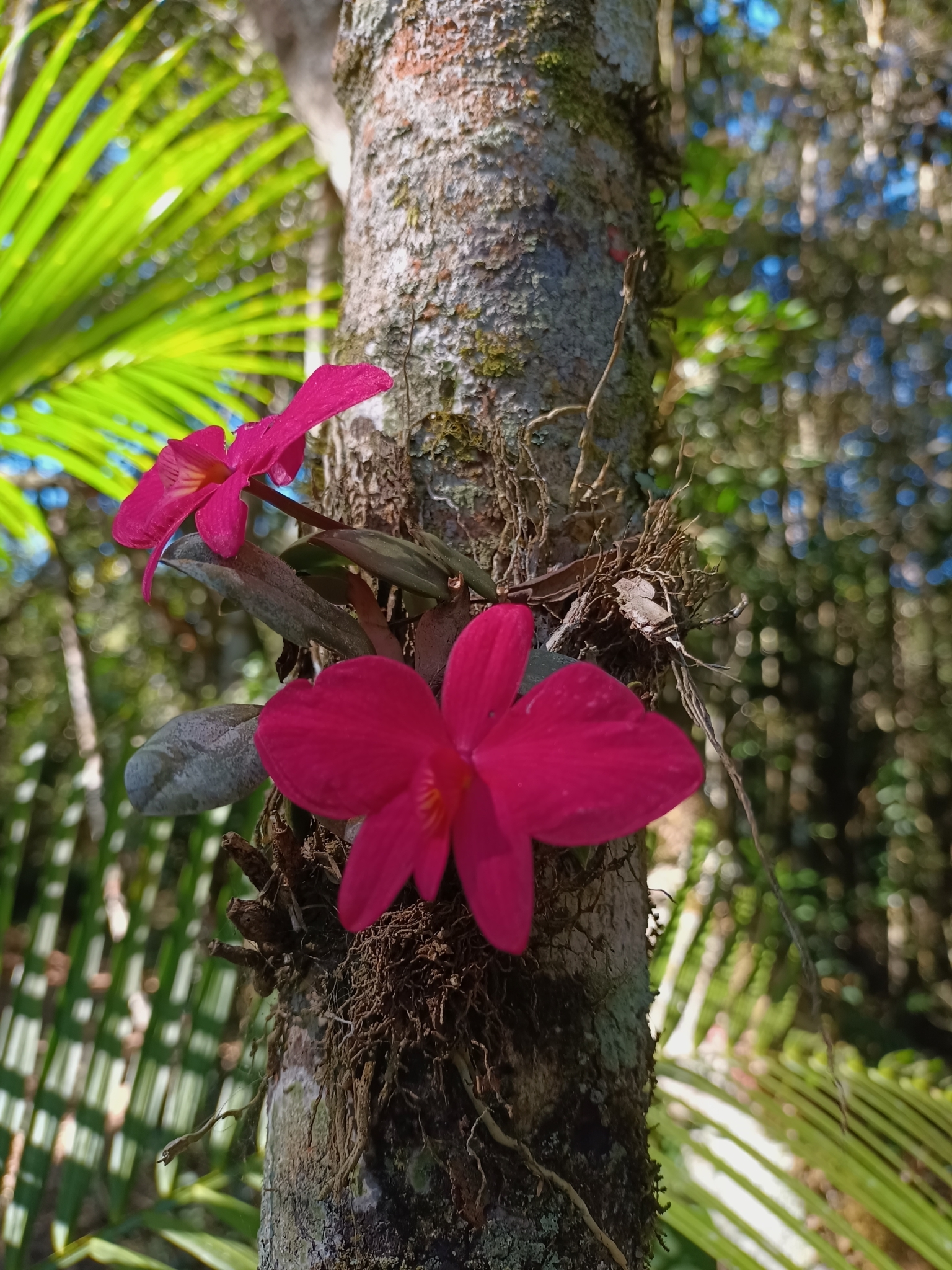 Imagem de Orquídea
