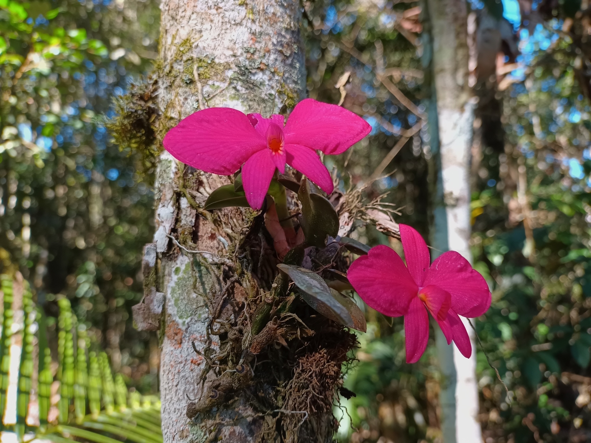 Imagem de Orquídea