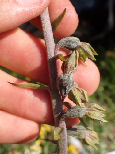 Image of Epipactis microphylla by (c) Franck Cabot, some rights reserved (CC BY)