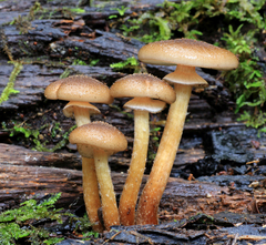 Armillaria limonea