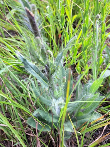 Image of Hieracium longipilum by (c) Bob Schwartz, some rights reserved (CC BY)