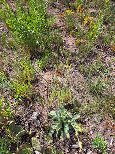 Image of Hieracium longipilum by (c) Bob Schwartz, some rights reserved (CC BY)