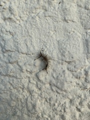 Dasychira meridionalis