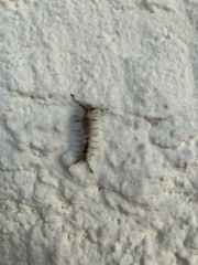 Dasychira meridionalis
