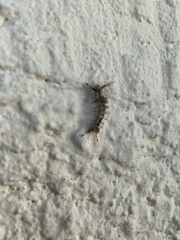 Dasychira meridionalis