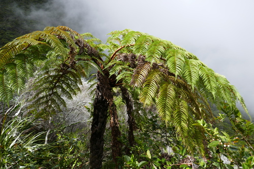 Alsophila glaucifolia