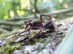 Uliodon albopunctatus