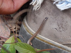 Tantilla calamarina