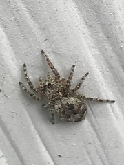 Mexigonus morosus