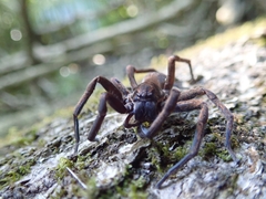 Uliodon albopunctatus