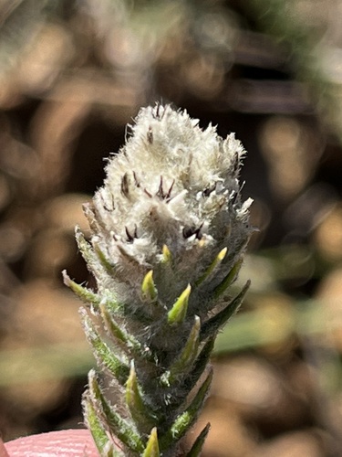 Sand Hardleaf (Phylica harveyi)