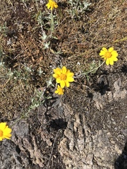 Eriophyllum lanatum integrifolium