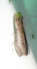 Aphomia terrenella