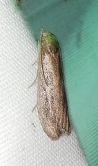 Aphomia terrenella