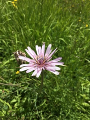 Tragopogon eriospermus