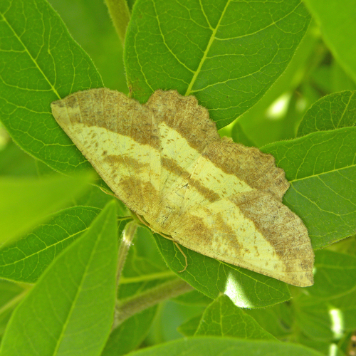 Saw-wing photo 3