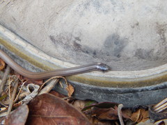 Tantilla calamarina