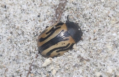 Calligrapha sigmoidea