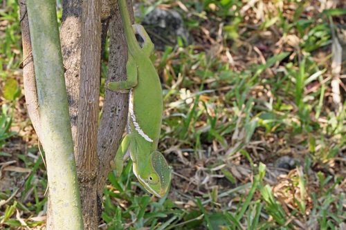 Furcifer balteatus