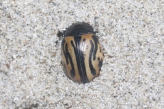 Calligrapha sigmoidea
