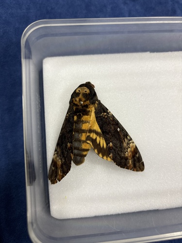 Acherontia atropos