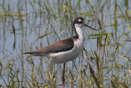 Black-necked Stilt, photo 10 of 10