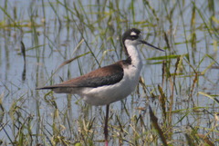 Himantopus mexicanus mexicanus