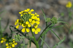 Erysimum canescens