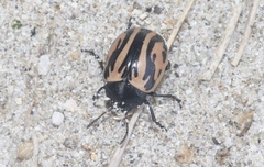 Calligrapha sigmoidea