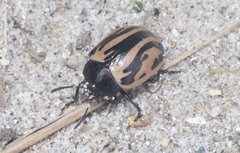 Calligrapha sigmoidea