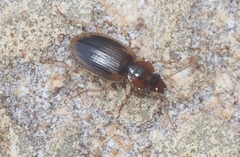 Tanystoma maculicolle