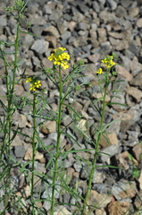 Erysimum canescens