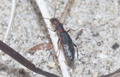 Endeodes