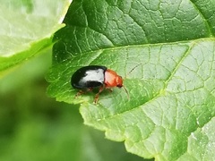 Podagrica fuscicornis