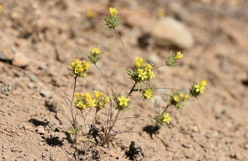 Navarretia prolifera ssp. lutea