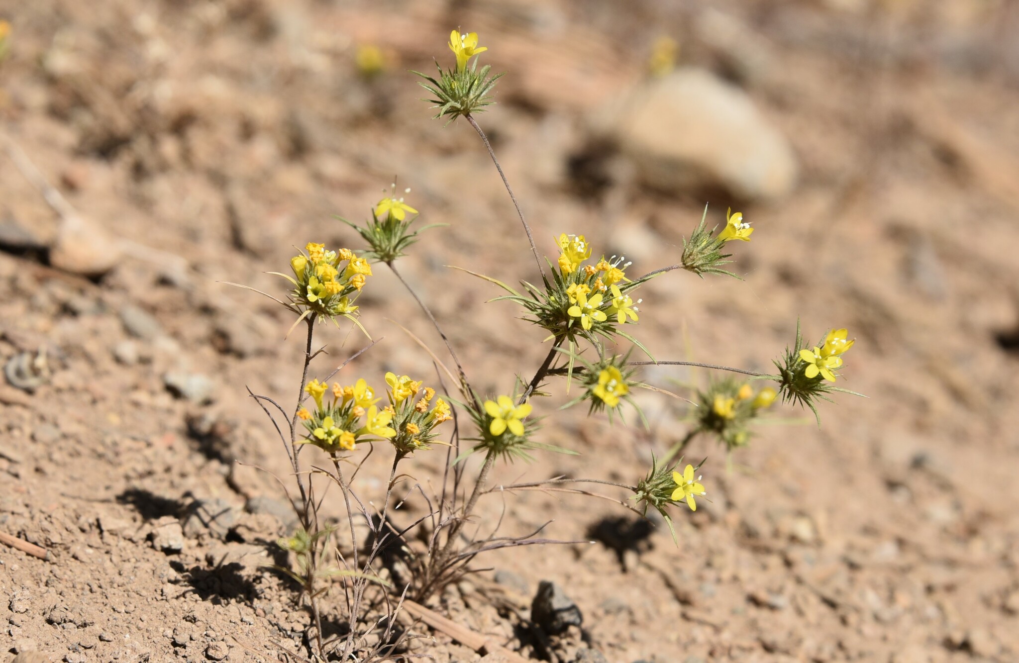 Navarretia prolifera ssp. lutea