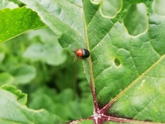 Podagrica fuscicornis