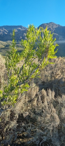 Dodonaea viscosa