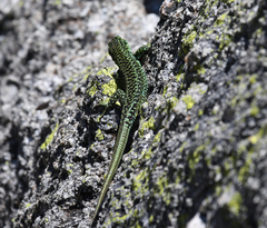 Iberolacerta cyreni