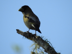Coccothraustes abeillei
