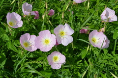 Oenothera speciosa